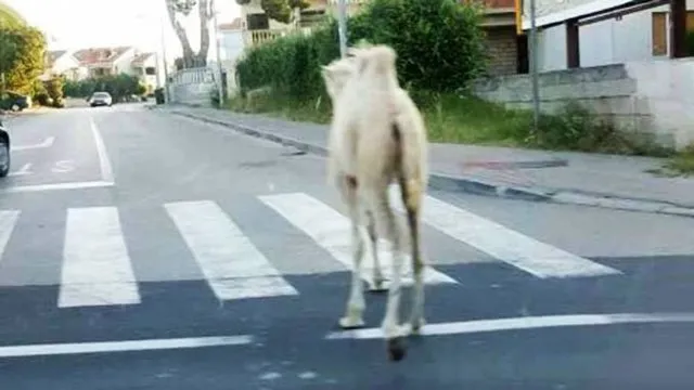 NEVJEROJATAN PRIZOR – Deva šetala zadarskim prometnicama